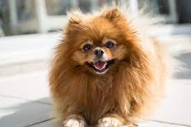 Holistic Care for Pets icon